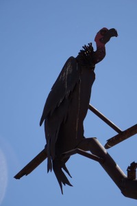 vulture2_sm